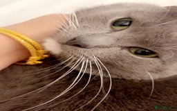British Shorthair cats for sale: Kittens for sale taking offers  - Image 4