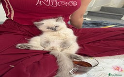 Ragdoll cats for sale: Playful paw 🐾 - Image 5
