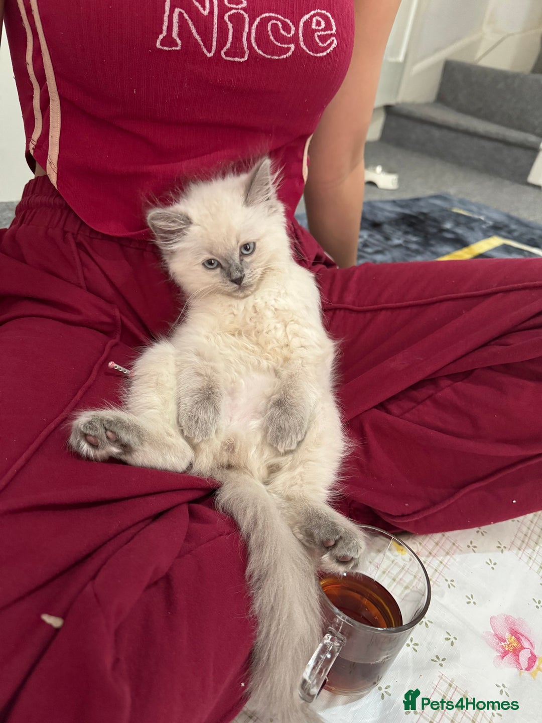 Ragdoll cats for sale: Playful paw 🐾 - Image 5