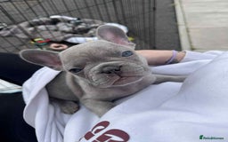 French Bulldog dogs for sale: Tri-colour Blue Merle Frenchie pups - Image 1