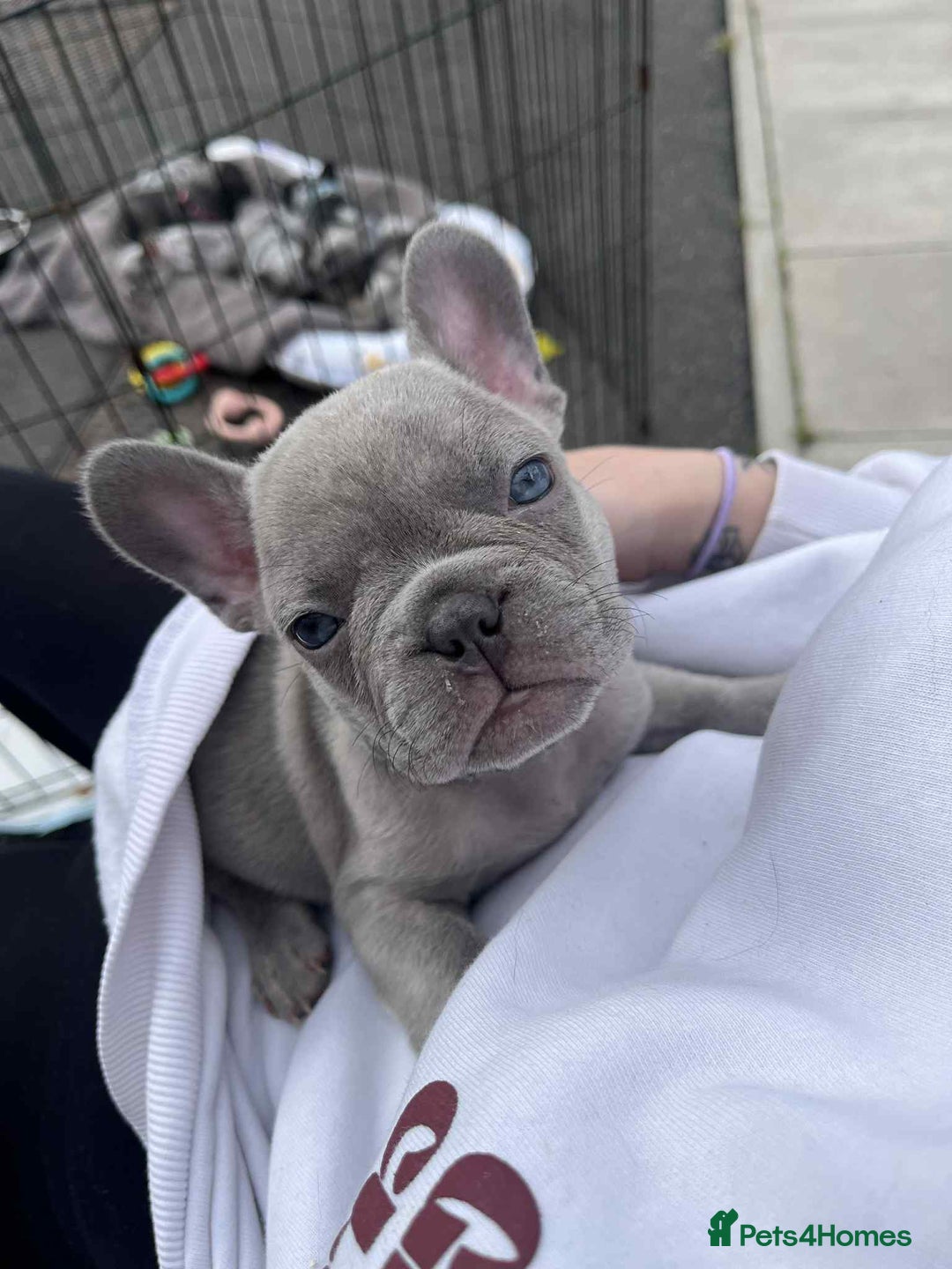 French Bulldog dogs for sale: Tri-colour Blue Merle Frenchie pups - Image 1