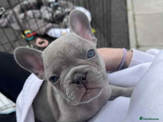 French Bulldog dogs - Advert 2