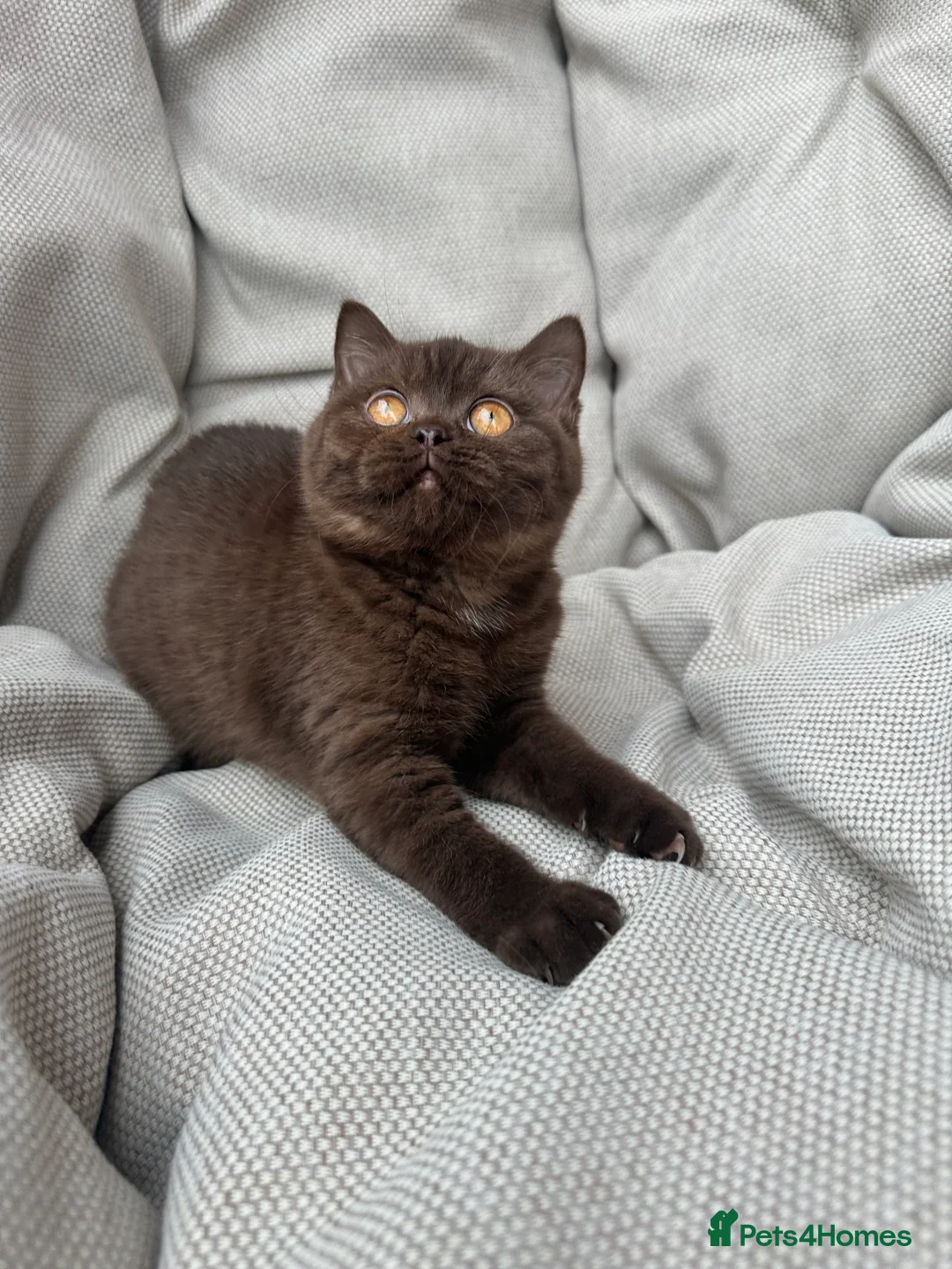 British Shorthair cats for sale: British Shorthair Chunky Chocolate Kittens🐻 - Advert 4