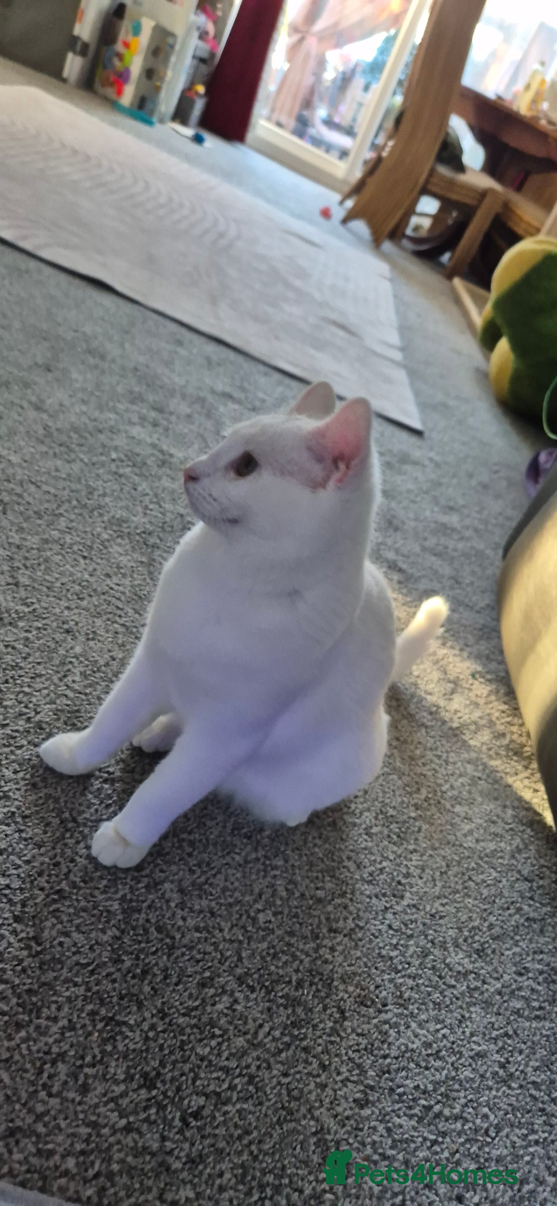 Domestic Shorthair cats Beautiful white Domestic Shorthair kitten, female - Advert 1