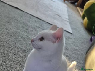 Domestic Shorthair cats Beautiful white Domestic Shorthair kitten, female - Advert 1