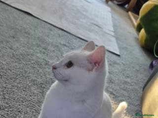 Domestic Shorthair cats Beautiful white Domestic Shorthair kitten, female - Advert 6