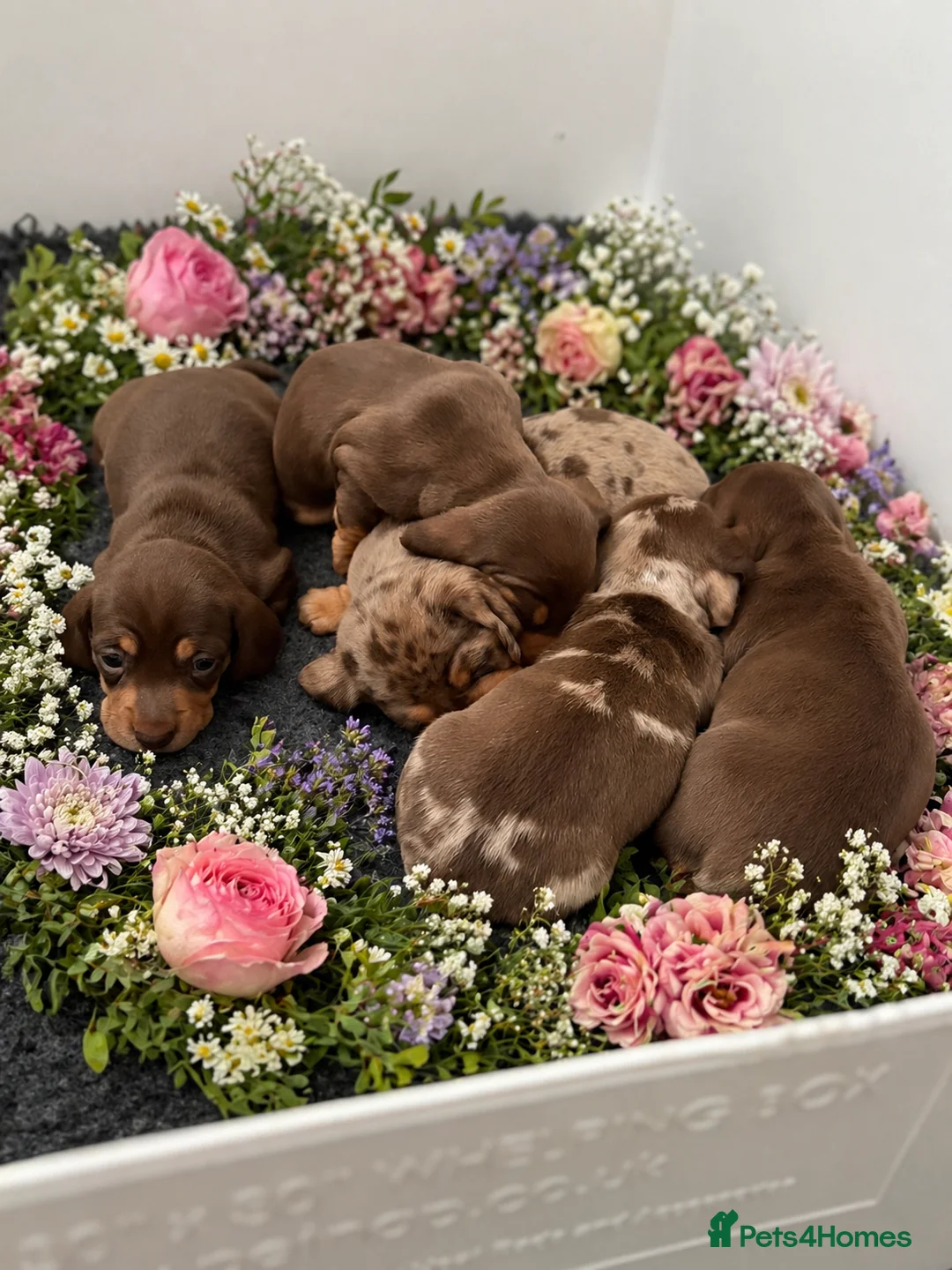 Miniature Dachshund dogs for sale: Adorable KC Miniature Smooth Dachshund babies - Advert 1