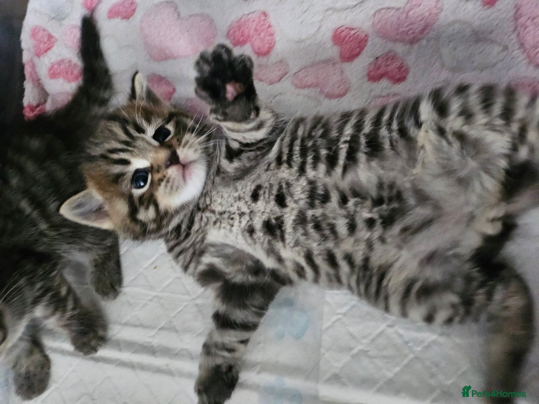 European cats for sale: 4 beautiful kittens looking for the New 🤎 home  - Image 18
