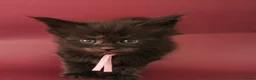 Maine Coon cats for sale: 🔥Gorgeous Maine Coons Available🔥 - Advert 1