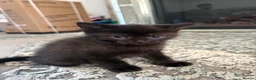 British Shorthair cats for sale: Half Bsh absolutely beautiful kittens - Advert 3
