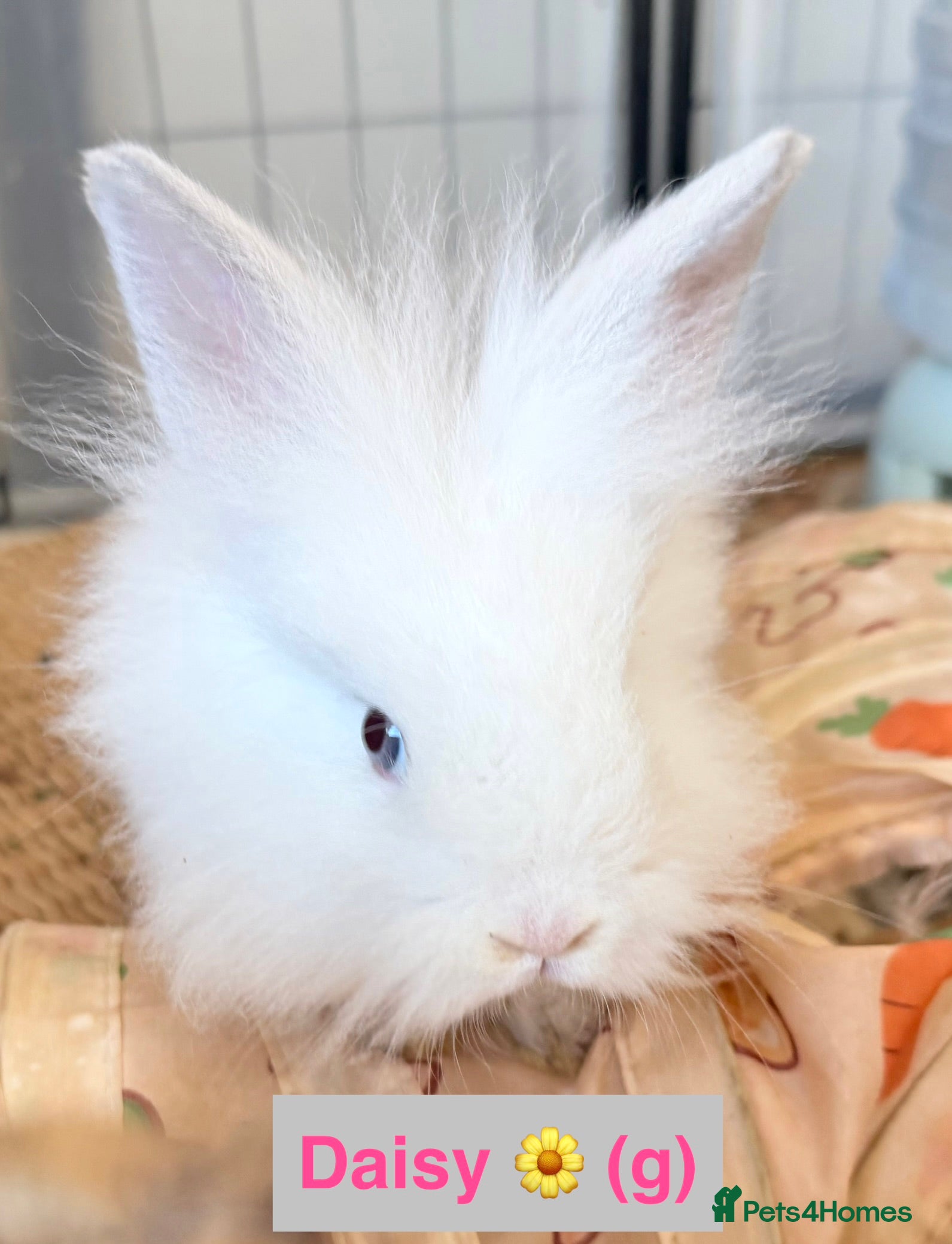 Lionhead rabbits Double Maned Lionheads - READY NOW - Advert 8