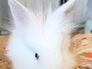 Lionhead rabbits Double Maned Lionheads - READY NOW - Advert 8