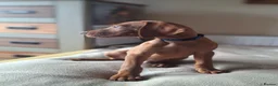 Hungarian Vizsla dogs for sale: Hungarian Vizsla puppies 1 girl and 1 boy - Advert 3