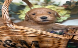 Mini Goldendoodle dogs for sale: Health tested Minature dark red/golden doodles  - Image 31