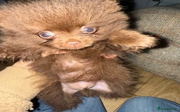 Pomeranian dogs for sale: Kc jet black Pomeranian male Merlin  - Image 11