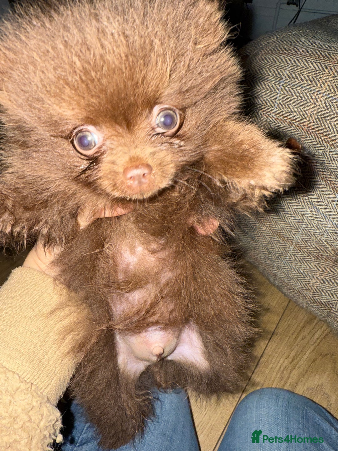 Pomeranian dogs for sale: Kc jet black Pomeranian male Merlin  - Image 11