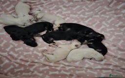 German Shepherd dogs for sale: Mixed litter of white and Black and Tan GSD pups  - Image 4
