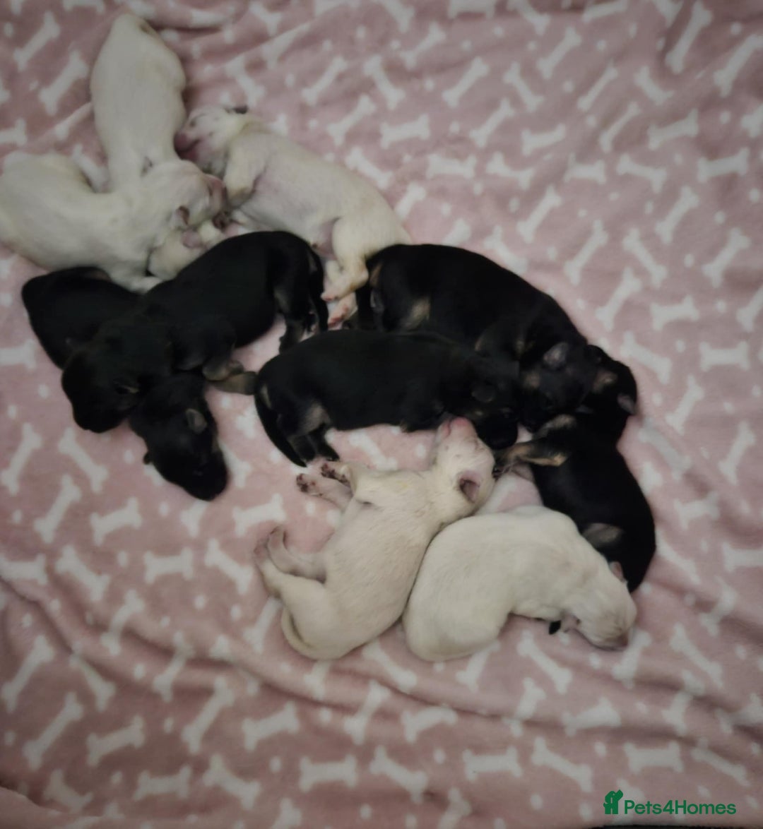 German Shepherd dogs for sale: Mixed litter of white and Black and Tan GSD pups  - Image 4
