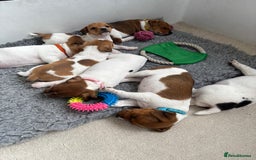 Jack Russell dogs for sale: Quality Jack Russell Puppies - Image 2