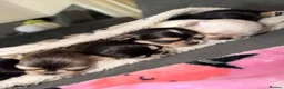 Chihuahua dogs for sale: ✨ EXQUISITE HUSKY MARKED LONG COAT CHIHUAHUAS ✨ - Advert 37