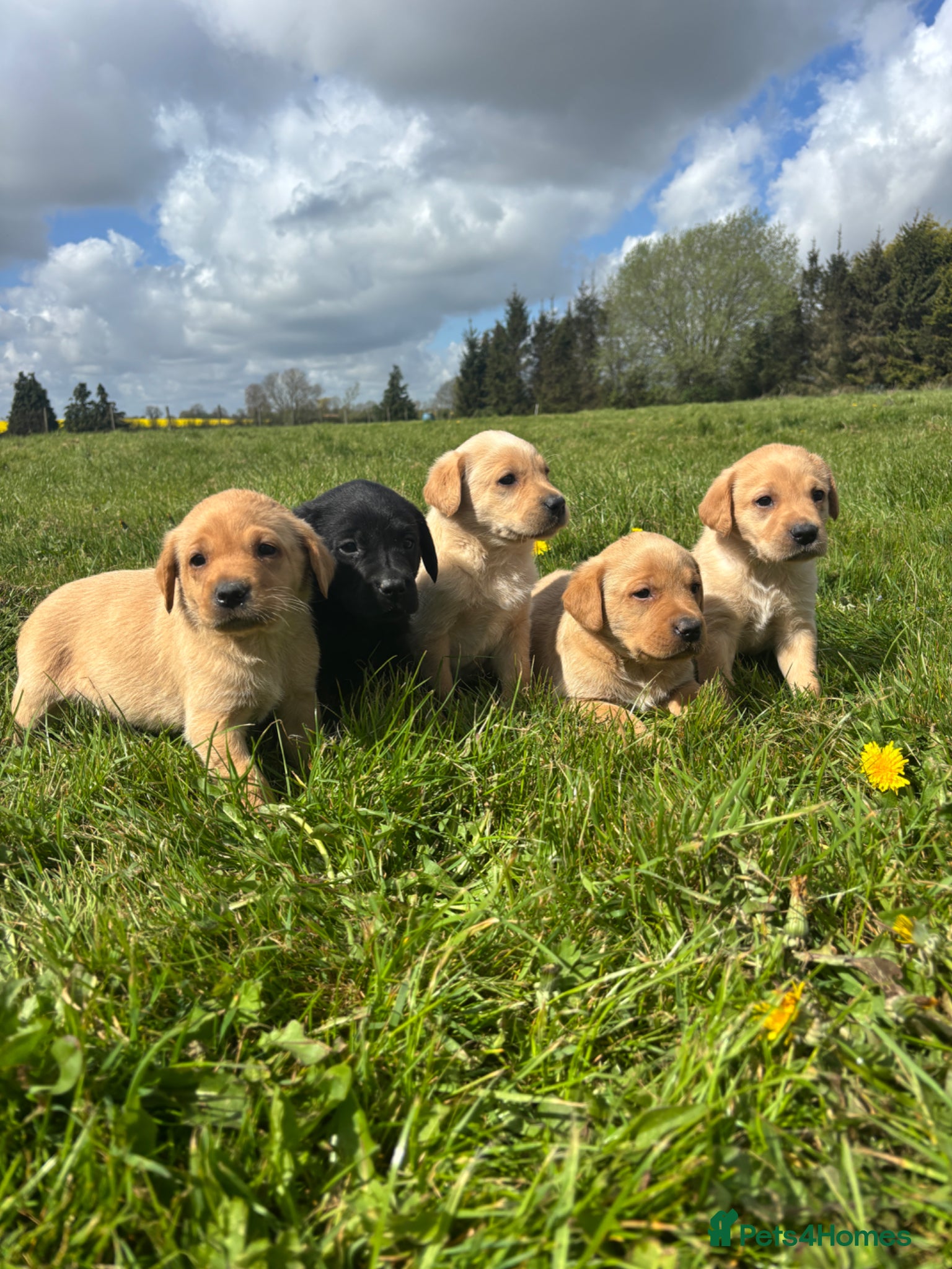 Labrador Retriever dogs Adorable Pedigree Labrador Puppies  - Advert 4