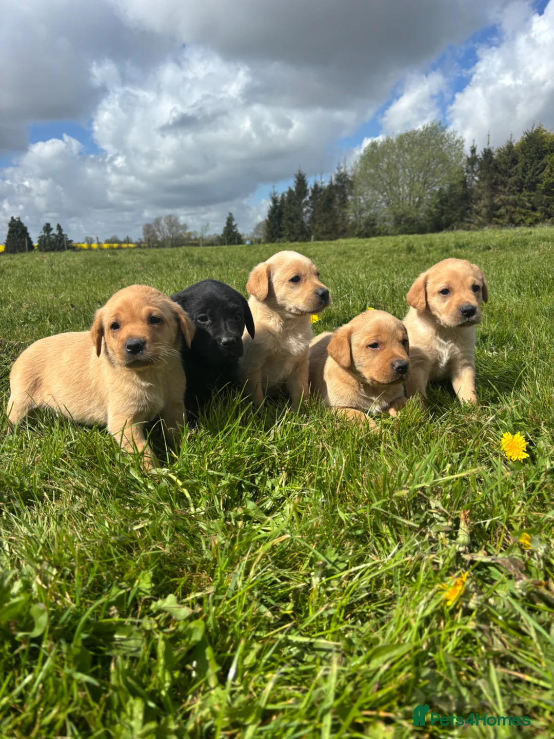 Labrador Retriever dogs for sale: Adorable Pedigree Labrador Puppies  - Advert 1