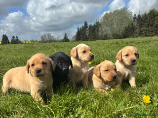 Labrador Retriever dogs Adorable Pedigree Labrador Puppies - Advert 1