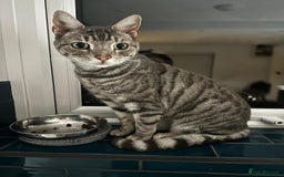 Bengal cats for sale: Snow Bengal/Blue Russian Mix - 10Y Old - Image 2