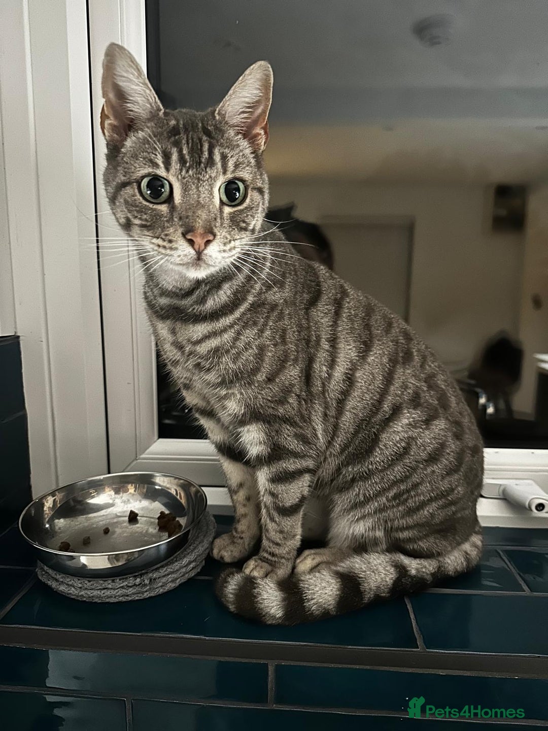 Bengal cats for sale: Snow Bengal/Blue Russian Mix - 10Y Old - Image 2