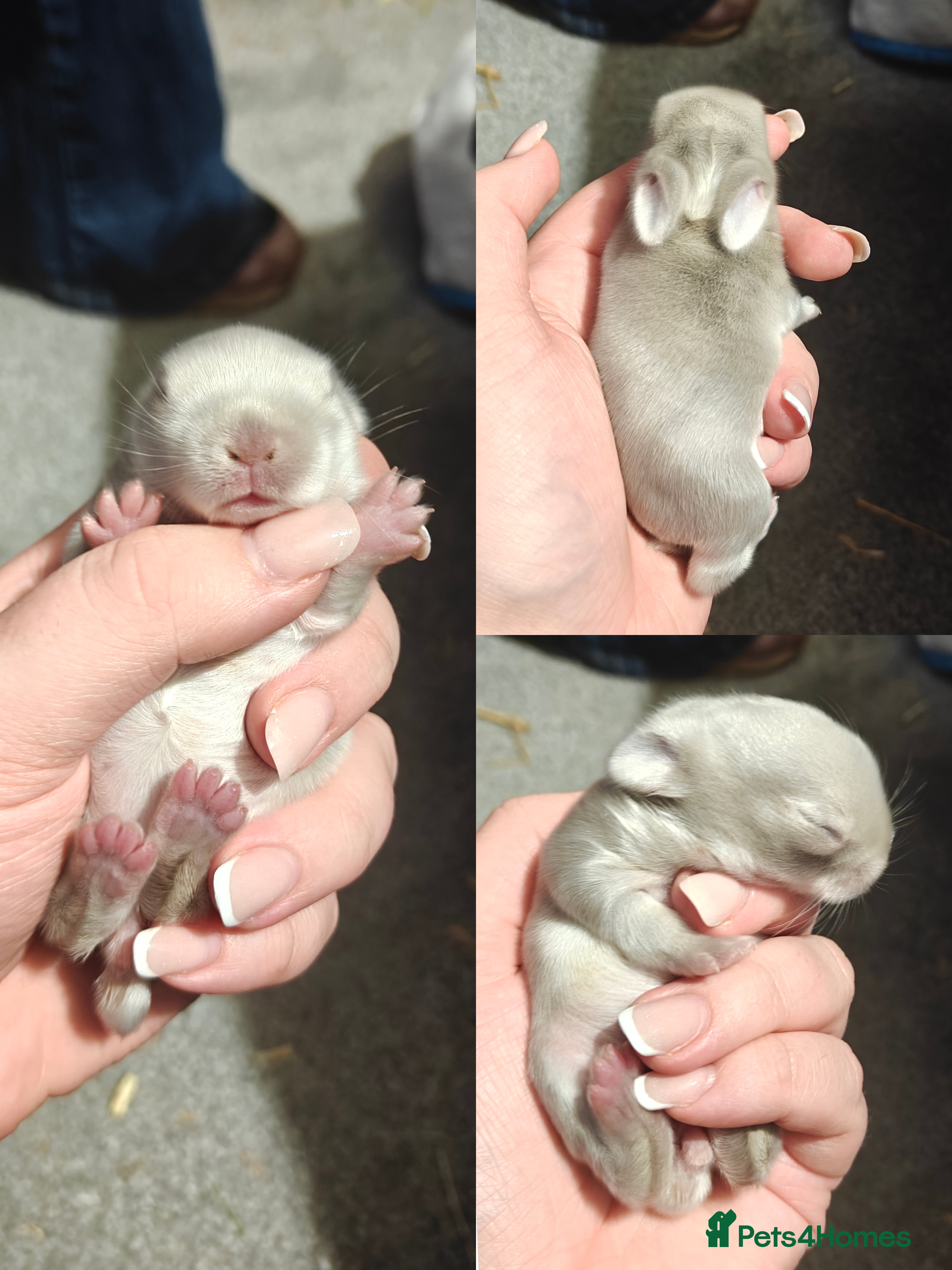 Mini Lion Lop rabbits Two beautiful healthy Mini Lops x Lion head babies - Advert 1