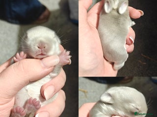 Mini Lion Lop rabbits Two beautiful healthy Mini Lops x Lion head babies - Advert 1