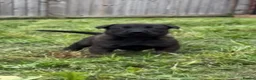 Belgian Shepherd Dog dogs for sale: Last 3 males left working line Mali pups reduced - Advert 1