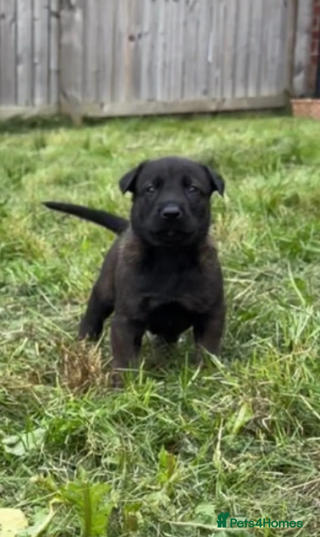 Belgian Shepherd Dog dogs for sale: Last 3 males left working line Mali pups reduced - Advert 1