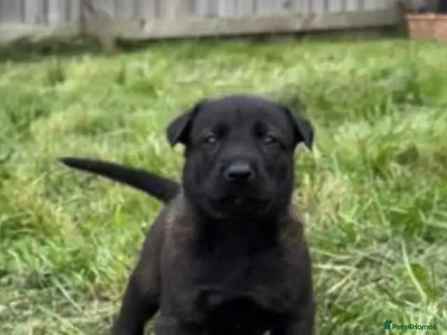 Belgian Shepherd Dog dogs for sale: LAST MALE - Advert 1