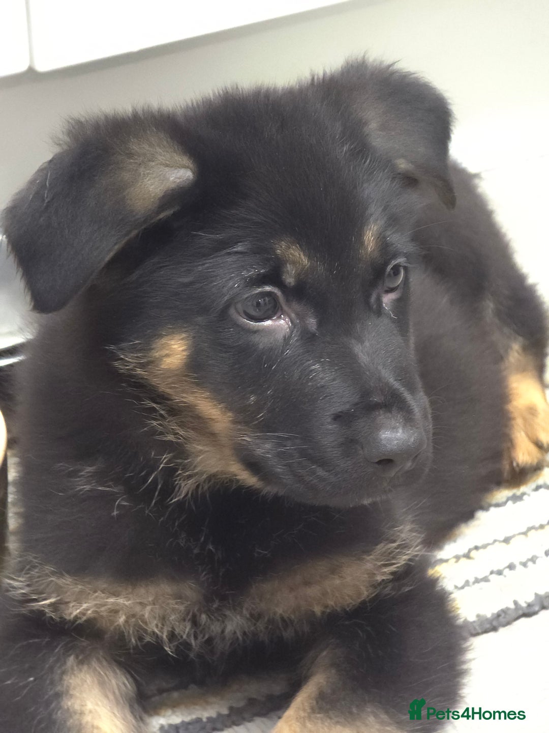 German Shepherd dogs for sale: Chunky German shepherd puppies for sale  - Advert 19