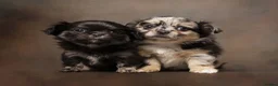 Chihuahua dogs for sale: Beautiful LongHaired Chihuahua Puppies - Advert 2