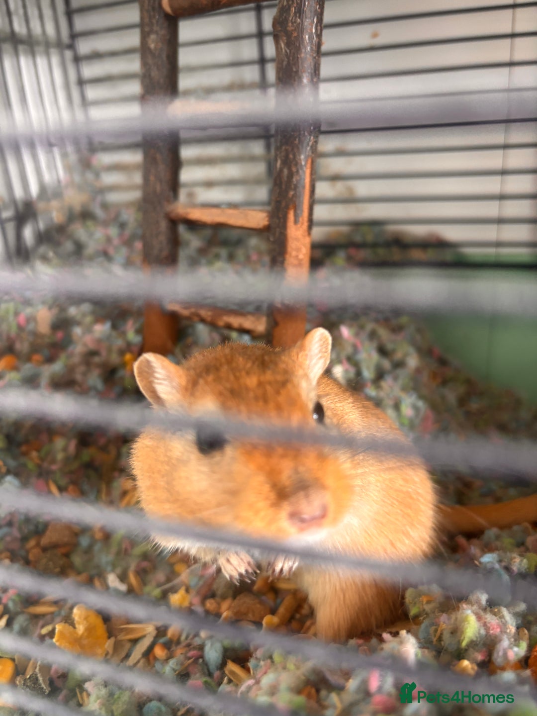 Gerbil rodents for sale: 2 Male Gerbils looking for new home - Image 3
