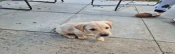 Labradoodle dogs for sale: Labrador cross puppies - Advert 5