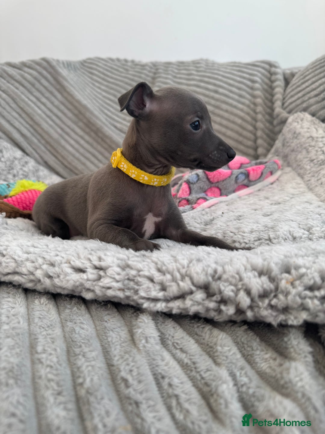 Italian Greyhound dogs for sale: KC registered blue Italian greyhounds for sale - Advert 12