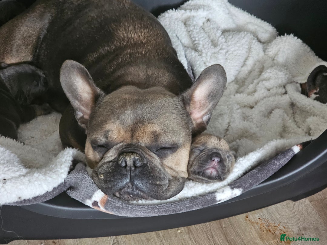 French Bulldog dogs for sale: 3 beautiful little time wasters  - Image 4