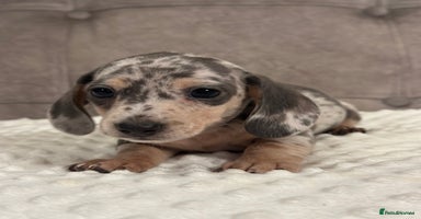 Miniature Dachshund dogs KC blue & cream dapple miniatu dachshunds last boy - Advert 4