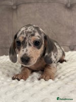 Miniature Dachshund dogs KC blue & cream dapple miniatu dachshunds last boy - Advert 4