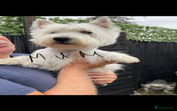 West Highland Terrier dogs for sale: West highland terrier  - Image 15