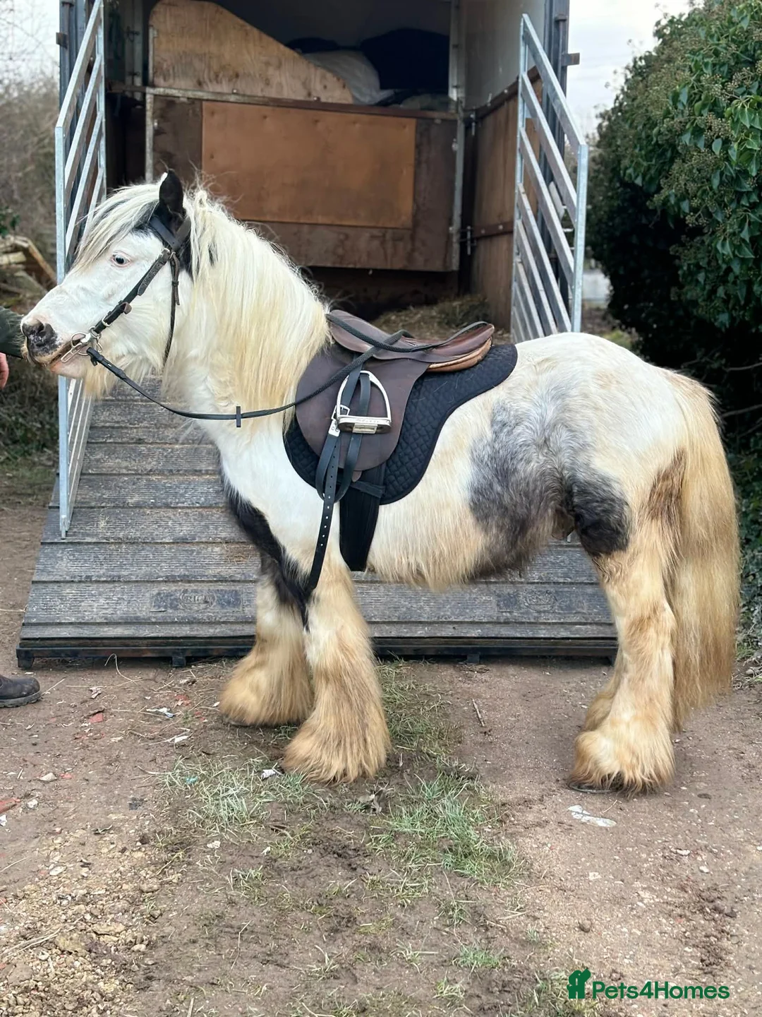 Irish Cob horses for sale: In hand riding pony in Hartlepool - Advert 3
