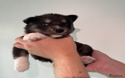 Siberian Husky dogs for sale: Beautiful Chunky Siberian Husky Puppies  - Image 33