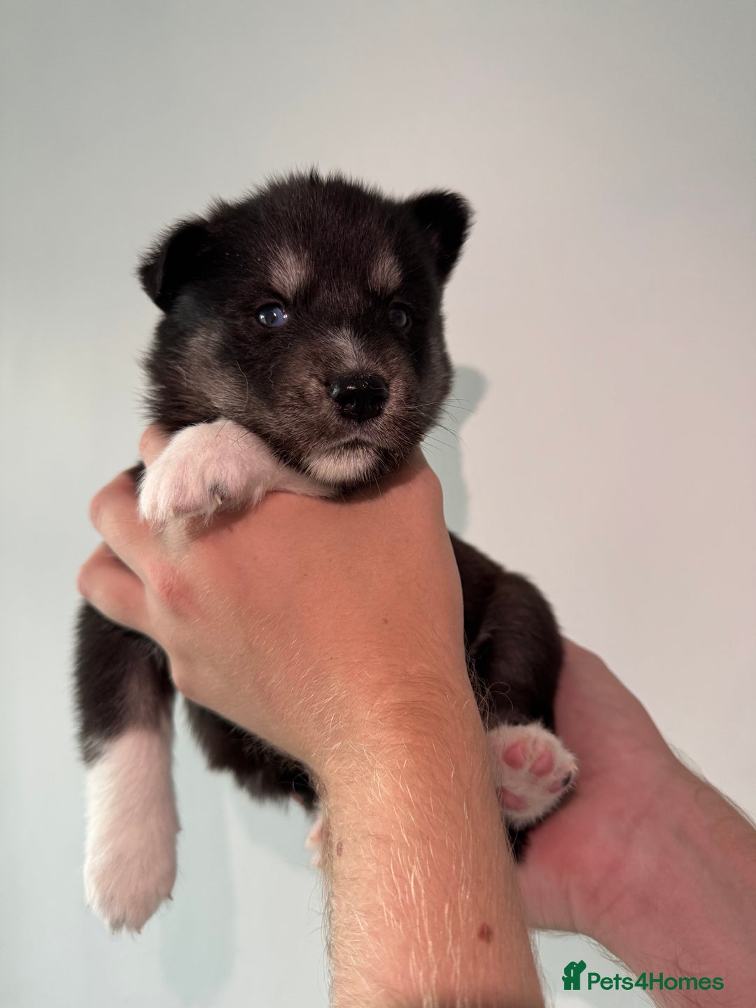 Siberian Husky dogs for sale: Beautiful Chunky Siberian Husky Puppies  - Image 33