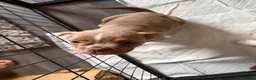 Olde English Bulldogge dogs for sale: Olde English bulldogge puppies - Advert 11