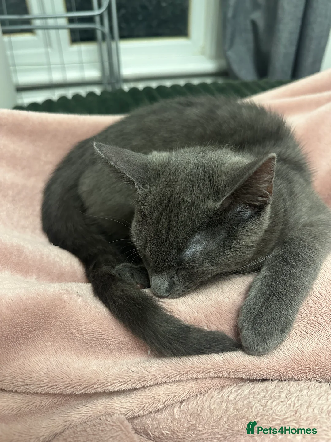 Mixed Breed cats for sale: Stunning grey kitten - Advert 5