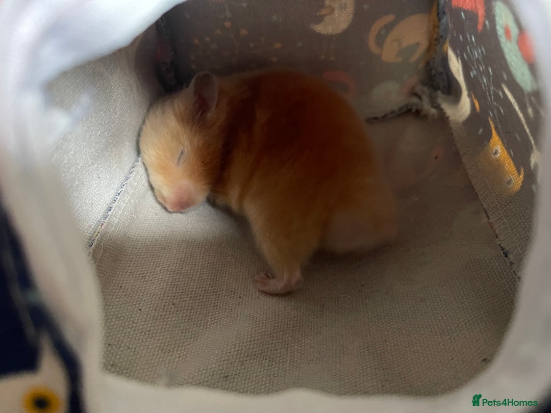 Hamster rodents for sale: Gorgeous male Syrian hamster  - Image 18