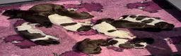 German Wirehaired Pointer dogs for sale: Kc reg german wirehaired pointer puppies for sale - Advert 4